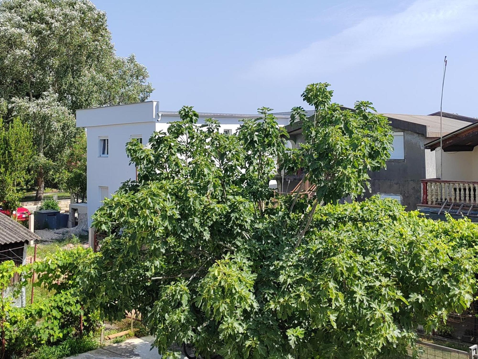 Vila Goga Ülgün Dış mekan fotoğraf